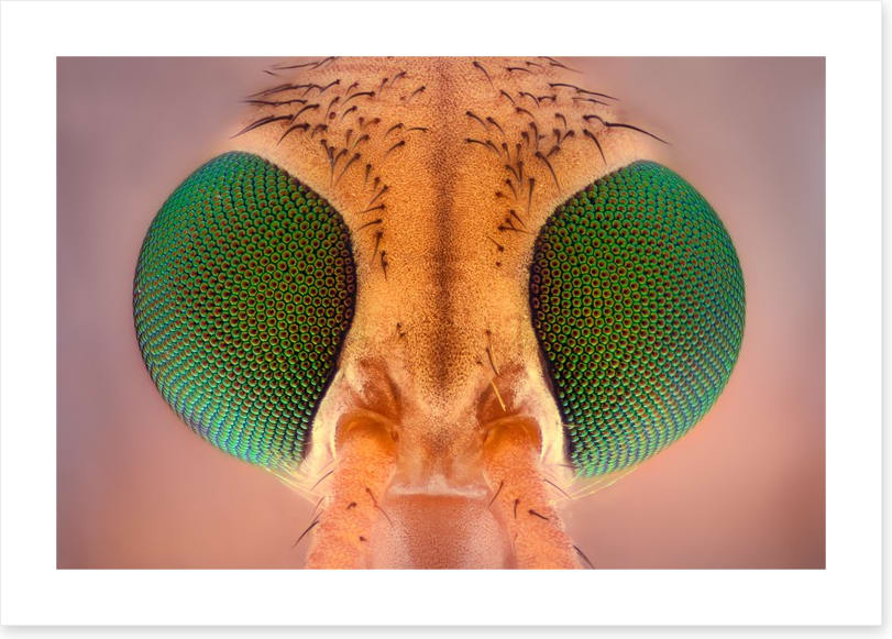 Insects