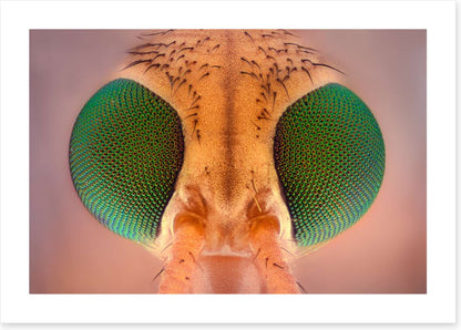Insects