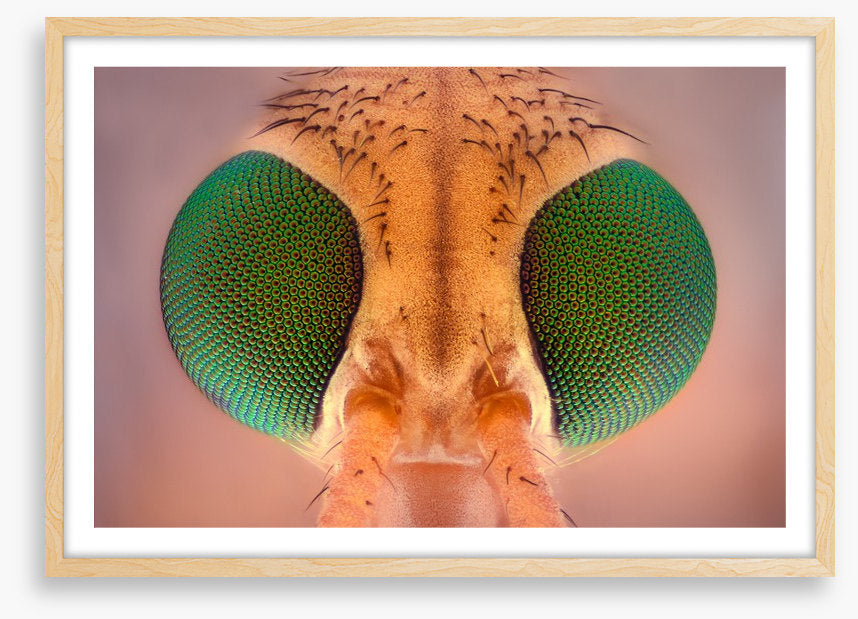 Insects