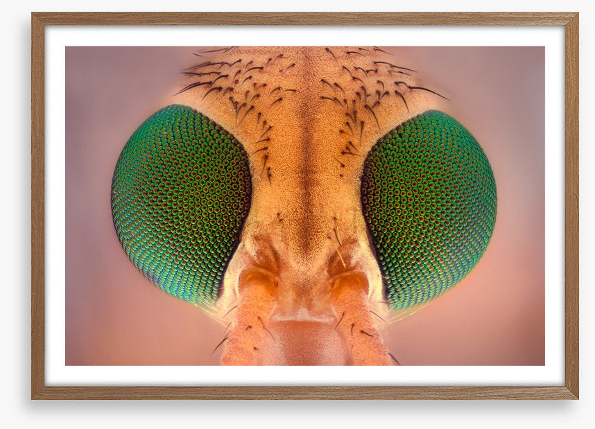 Insects