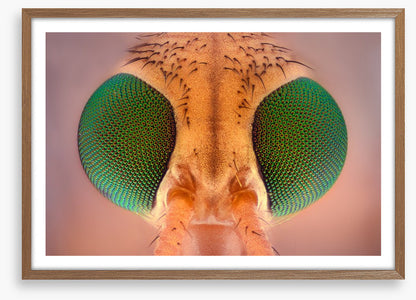 Insects
