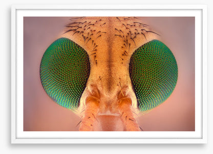 Insects