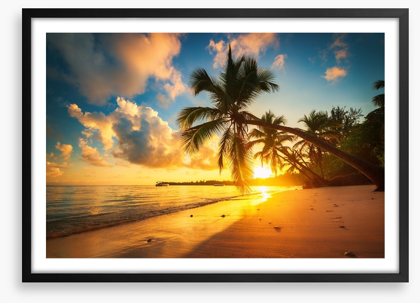 Punta Cana palms