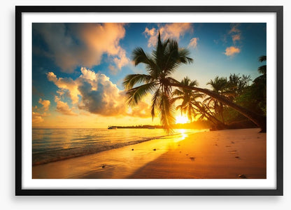 Punta Cana palms