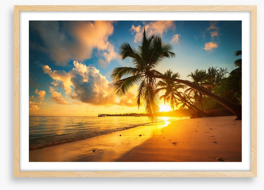 Punta Cana palms