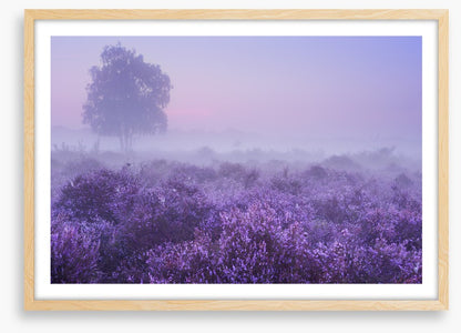 Purple dawn