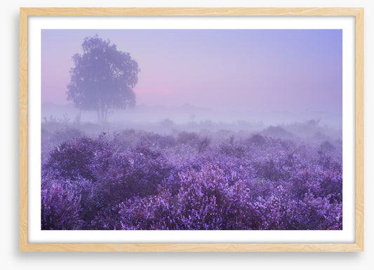 Purple dawn