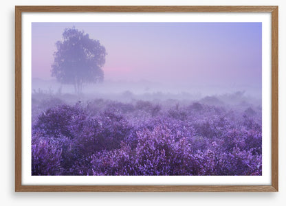 Purple dawn