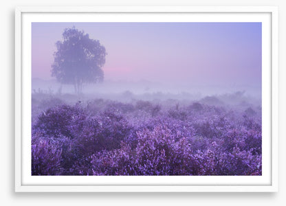 Purple dawn