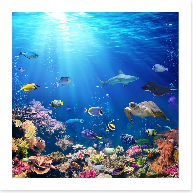 A reef perspective