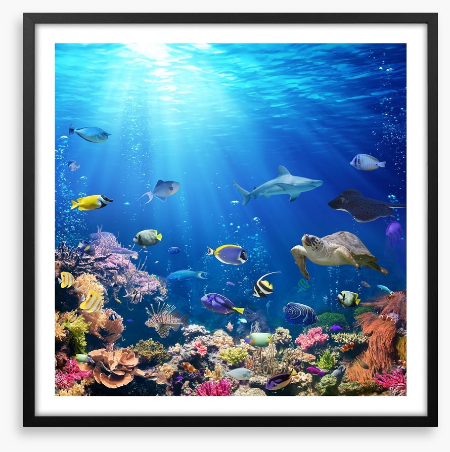 A reef perspective