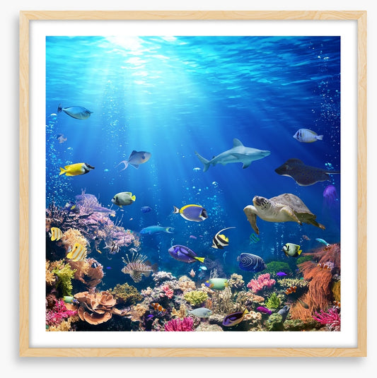 A reef perspective