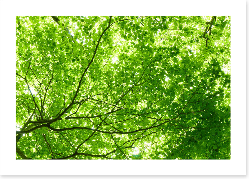 Leaves