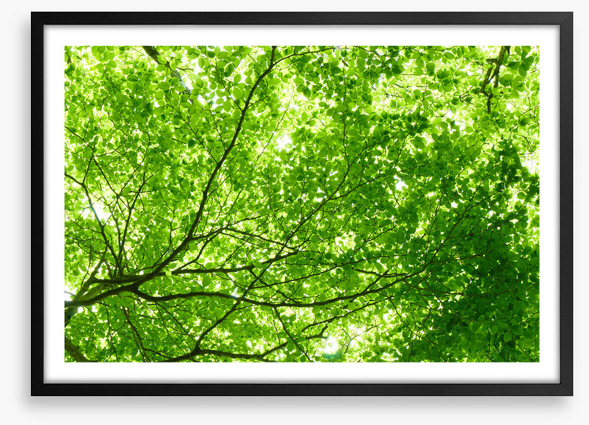 Leaves