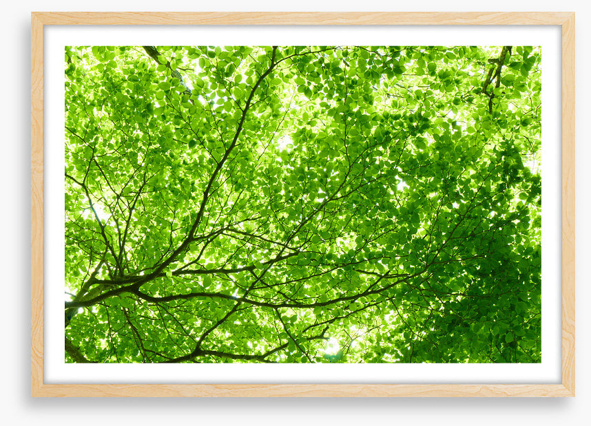 Leaves