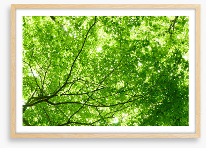 Leaves