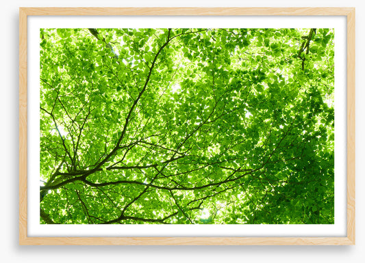 Leaves
