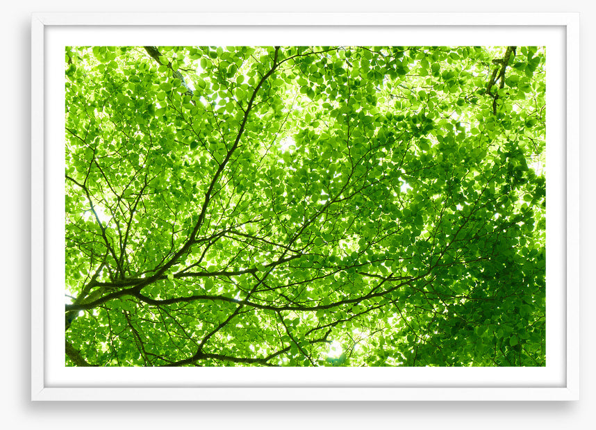 Leaves