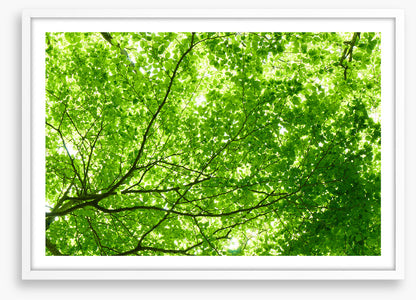 Leaves