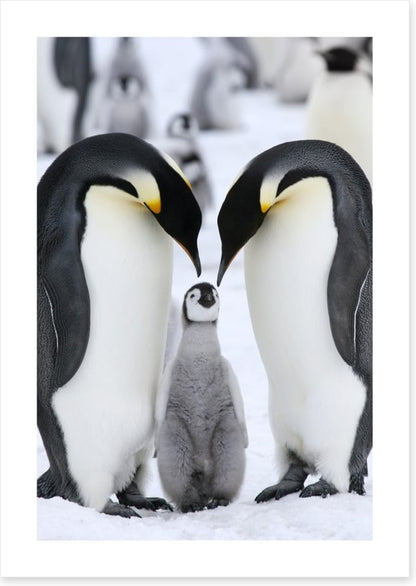 Family love