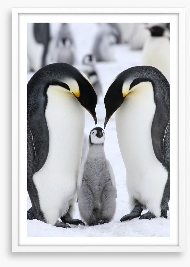 Family love