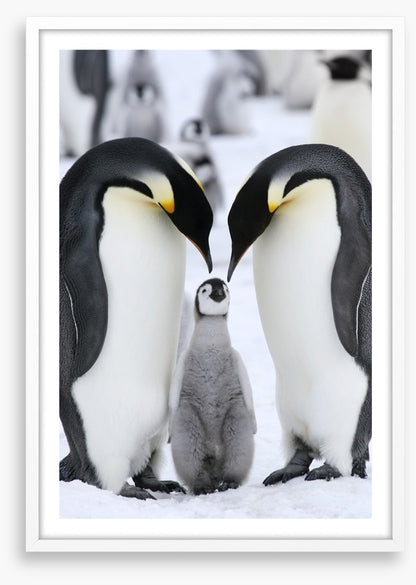 Family love