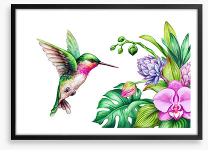Pink orchid hummingbird
