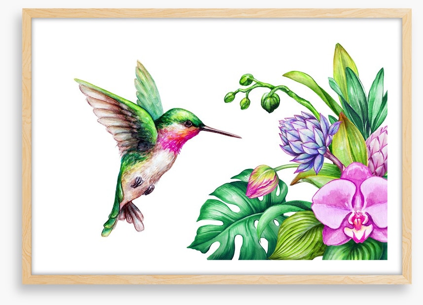 Pink orchid hummingbird