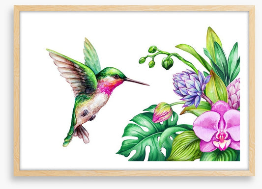 Pink orchid hummingbird