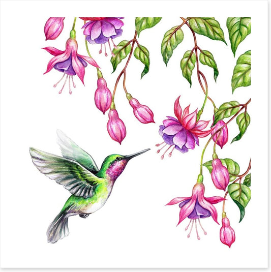 Pink fuchsia hummingbird