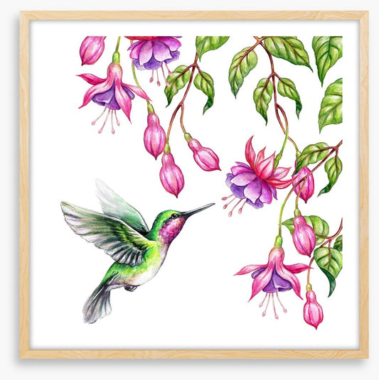 Pink fuchsia hummingbird