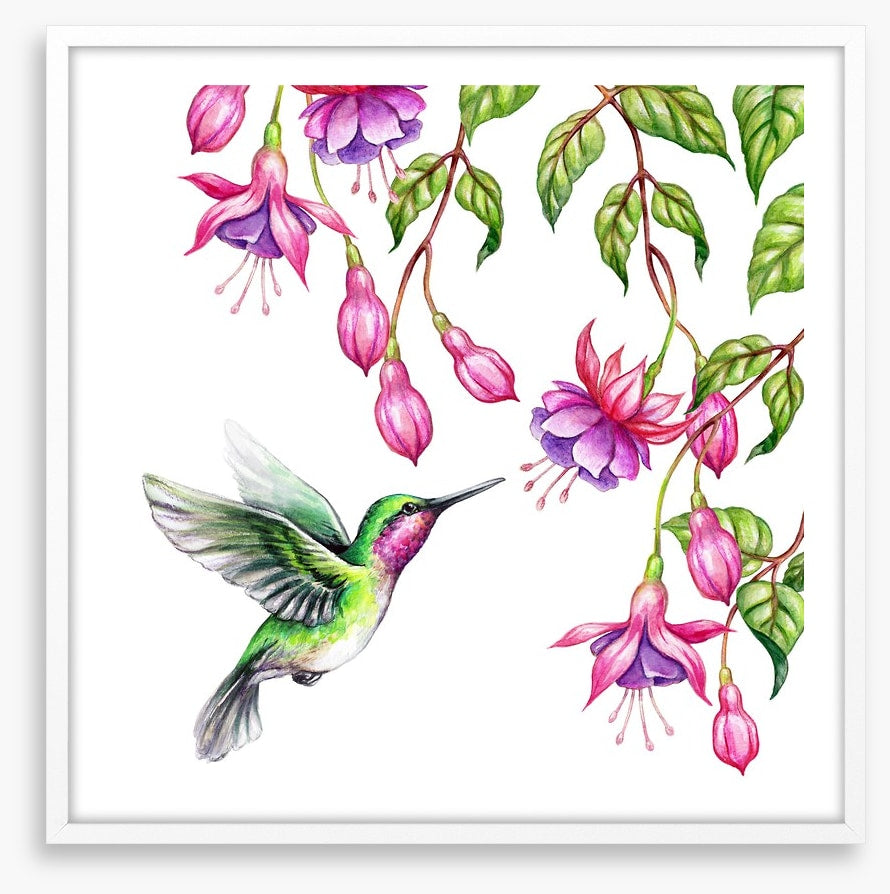 Pink fuchsia hummingbird