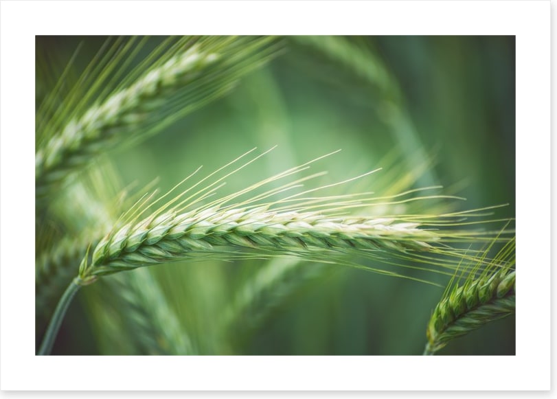 Agriculture