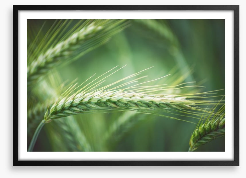 Agriculture