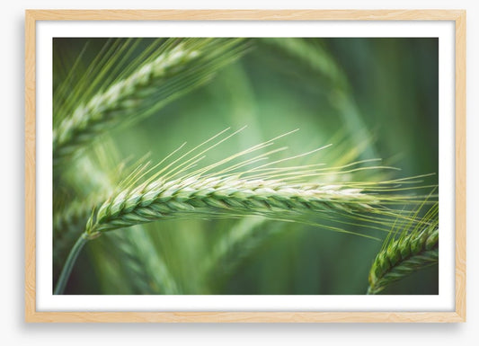 Agriculture