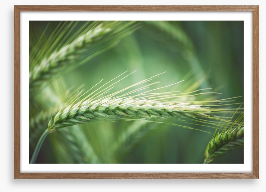 Agriculture