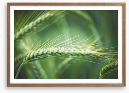 Agriculture