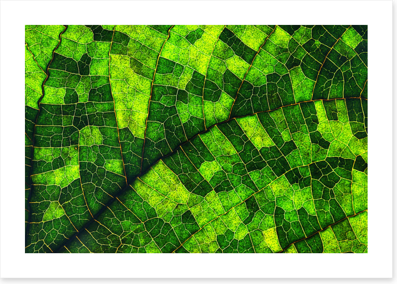 Skeleton leaf green