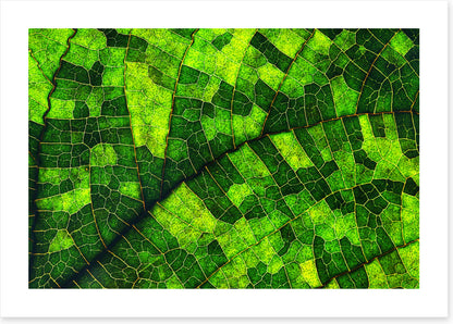 Skeleton leaf green