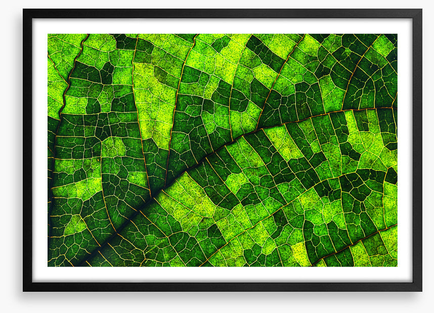 Skeleton leaf green