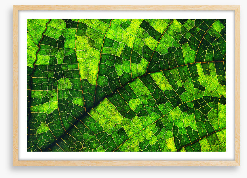Skeleton leaf green