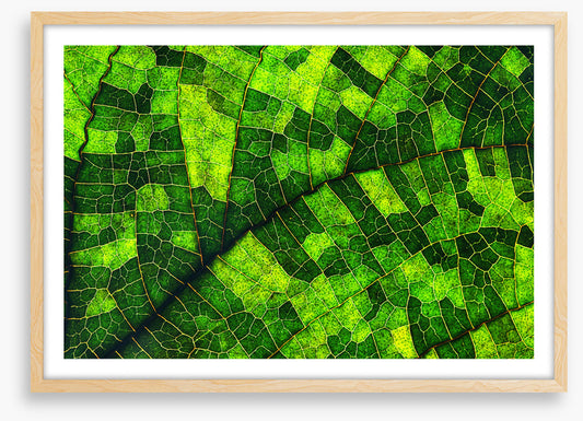 Skeleton leaf green