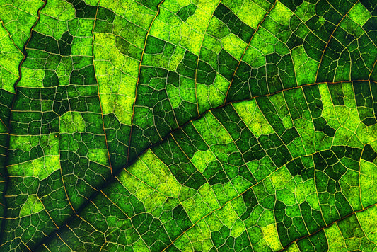 Skeleton leaf green