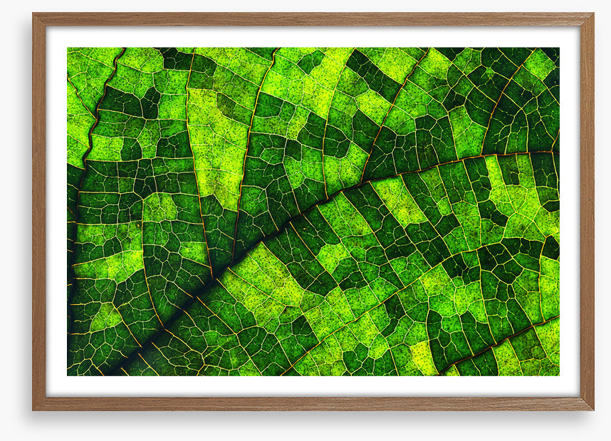 Skeleton leaf green