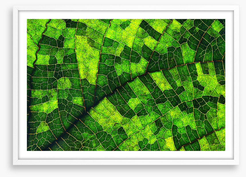 Skeleton leaf green