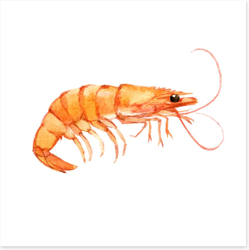 Single shrimp