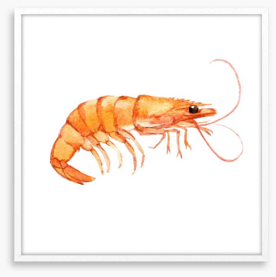 Single shrimp
