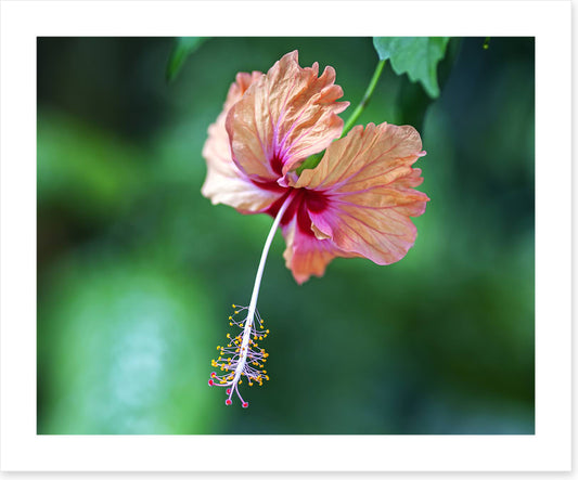 Hibiscus a La Digue