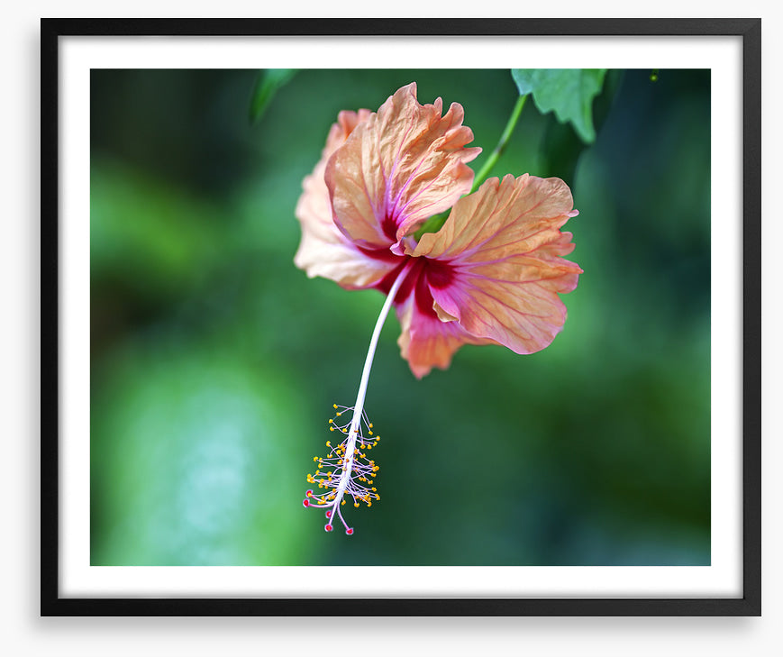Hibiscus a La Digue