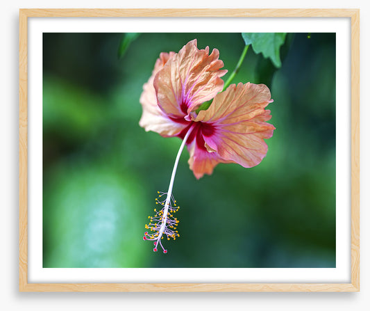 Hibiscus a La Digue